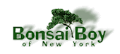 Bonsai Boy of New York screenshot